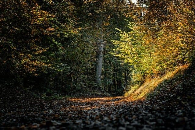 Finding Your Inner Peace: A Guide to Mindfulness in Everyday Life